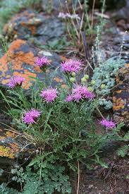 Attēlu rezultāti vaicājumam “Saussurea esthonica”