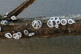 Attēlu rezultāti vaicājumam “Lachnum corticale”