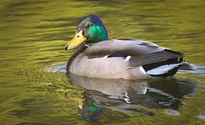 Attēlu rezultāti vaicājumam “Anas platyrhynchos”