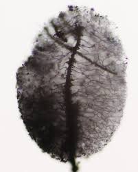 Attēlu rezultāti vaicājumam “Comatricha pulchella spores”