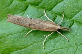 Attēlu rezultāti vaicājumam “Pediasia contaminella”