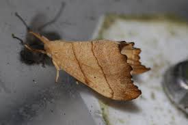 Attēlu rezultāti vaicājumam “Falcaria lacertinaria”