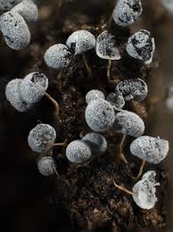 Attēlu rezultāti vaicājumam “Badhamia melanospora spores”