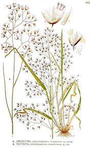 Attēlu rezultāti vaicājumam “Deschampsia flexuosa bud”