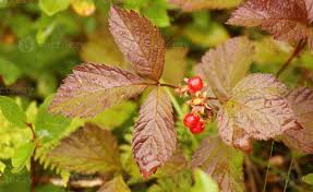 Attēlu rezultāti vaicājumam “Rubus saxatilis”