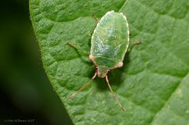 Attēlu rezultāti vaicājumam “Acanthosoma haemorrhoidale imago”