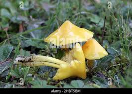 Attēlu rezultāti vaicājumam “Hygrocybe acutoconica”