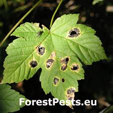 Attēlu rezultāti vaicājumam “Rhytisma acerinum”