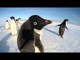 Image result for penguin