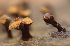 Attēlu rezultāti vaicājumam “Trichia botrytis var. cerifera spores”