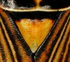 Attēlu rezultāti vaicājumam “Rhabdomiris striatellus imago”