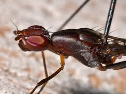 Attēlu rezultāti vaicājumam “Micropezidae”