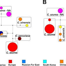 Attēlu rezultāti vaicājumam “Calypogeia azurea macro”