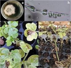 Attēlu rezultāti vaicājumam “Stemonitopsis aequalis var. microspora stalked”