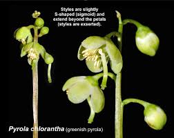 Attēlu rezultāti vaicājumam “Pyrola chlorantha”