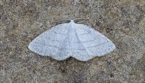 Attēlu rezultāti vaicājumam “Cabera exanthemata male”