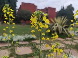 Attēlu rezultāti vaicājumam “Brassica napus flower”