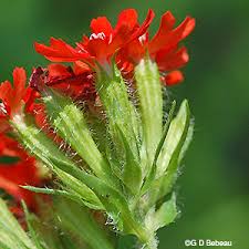 Attēlu rezultāti vaicājumam “Silene chalcedonica leaf”
