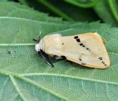 Attēlu rezultāti vaicājumam “Spilosoma lutea”