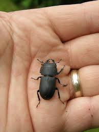 Attēlu rezultāti vaicājumam “Dorcus parallelopipedus”