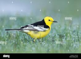 Attēlu rezultāti vaicājumam “Motacilla citreola”