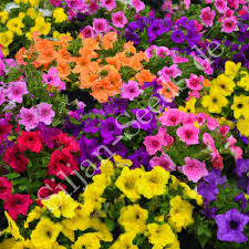 Image result for Petunie