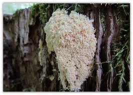 Attēlu rezultāti vaicājumam “Fuligo candida”