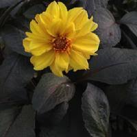 Image result for Dahlia x pinnata `Redskin`
