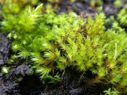 Attēlu rezultāti vaicājumam “Bryum rubens”