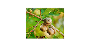 Attēlu rezultāti vaicājumam “Quercus rubra fruit”