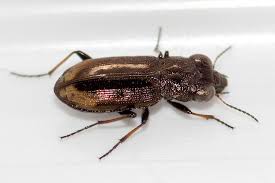 Attēlu rezultāti vaicājumam “Notiophilus biguttatus”