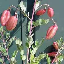 Image result for Colutea arborescens