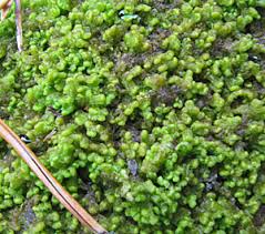 Attēlu rezultāti vaicājumam “Ptilidium pulcherrimum sporophyte”