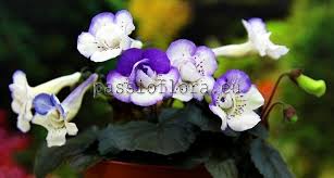 Image result for Sinningia