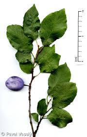 Attēlu rezultāti vaicājumam “Prunus domestica subsp. domestica leaf”