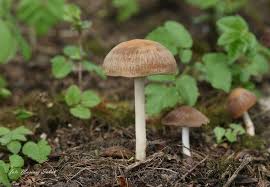 Attēlu rezultāti vaicājumam “Psathyrella sp.”