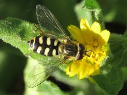 Attēlu rezultāti vaicājumam “Eupeodes corollae”