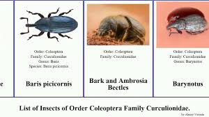 Image result for Brachycerus undatus