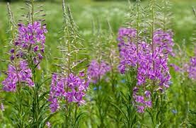 Image result for Epilobium angustifolium