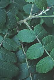 Attēlu rezultāti vaicājumam “Juglans cinerea flower”