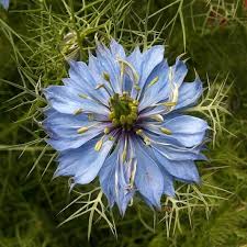Image result for Nigella damascena