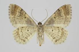 Attēlu rezultāti vaicājumam “Catarhoe cuculata”