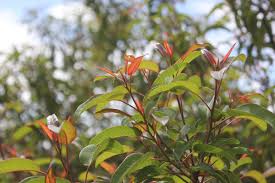 Attēlu rezultāti vaicājumam “Laurilia sulcata”