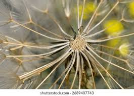 Attēlu rezultāti vaicājumam “Tragopogon heterospermus leaf”