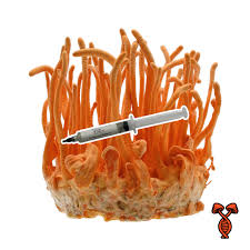 Attēlu rezultāti vaicājumam “Cordyceps militaris”