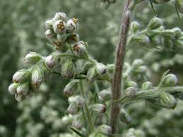 Attēlu rezultāti vaicājumam “Artemisia vulgaris bud”