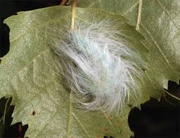 Attēlu rezultāti vaicājumam “Acronicta leporina larva”