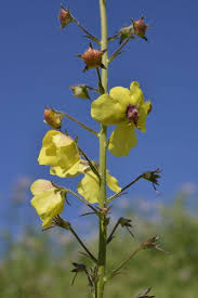 Image result for Verbascum blattaria