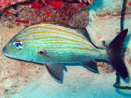 Image result for Haemulon carbonarium