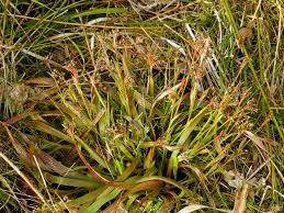 Attēlu rezultāti vaicājumam “Luzula multiflora”